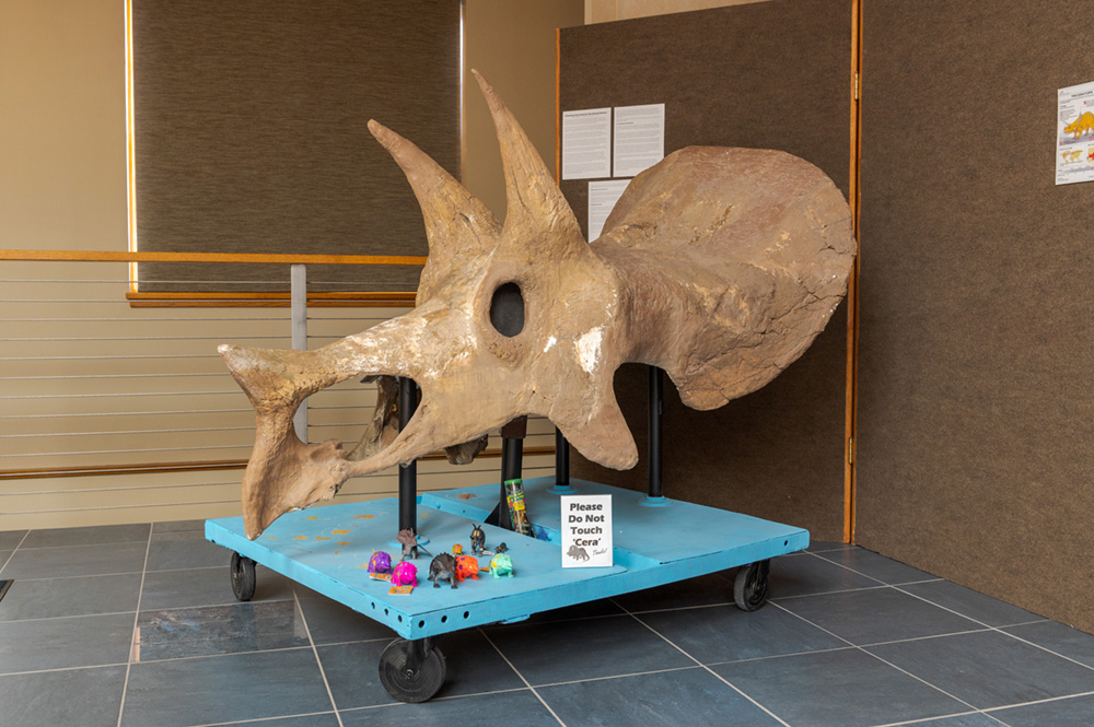 Triceratops Skull