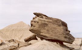 Toadstool Park