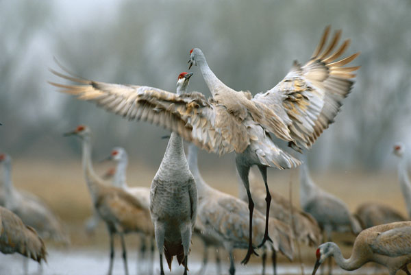Cranes in the wild