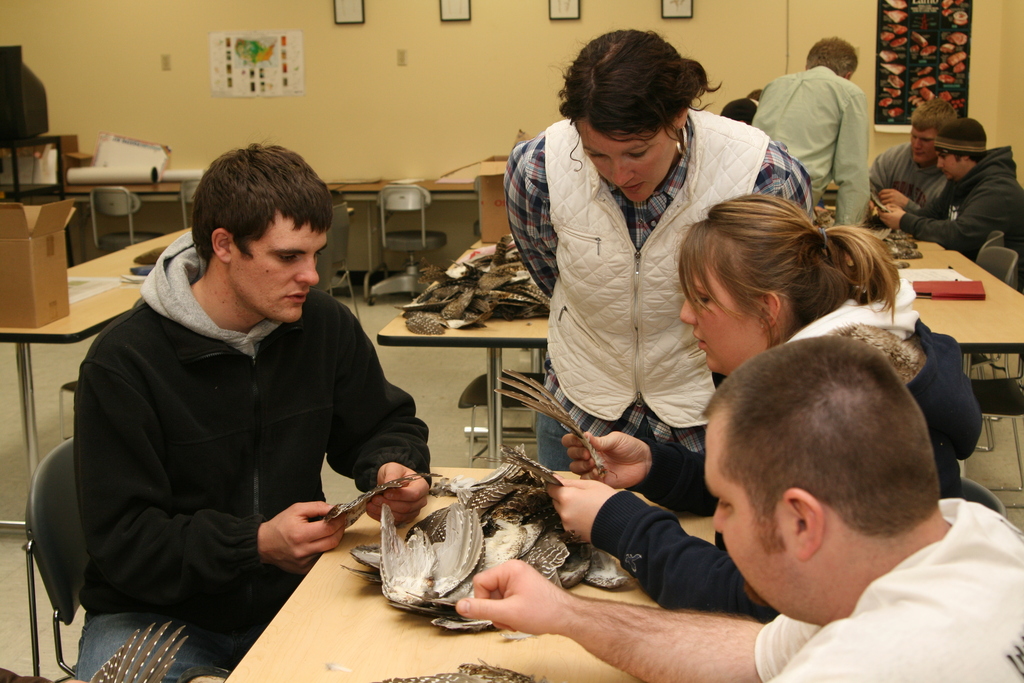 Dr. Teresa Zimmerman, standing, helps Chadron State College students learn how to determine age and sex of grouse and prairie chickens.
