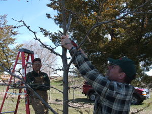Chadron faculty takes a turn at pruning