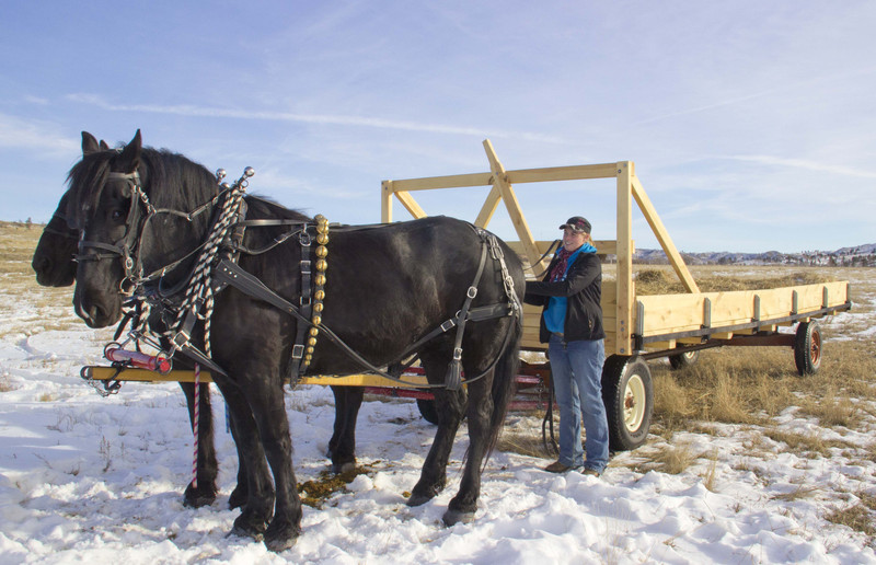 Katy Stewart and the team of Elsie, right, and Jubilee, left.