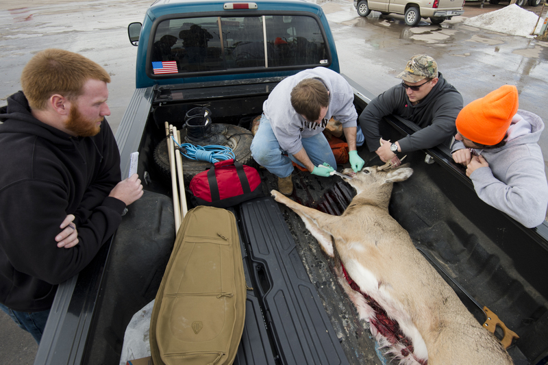 Chadron State College students Brandon Pippenger of Banning, California, Thomas Linegar of Hemingford, Dylan Brant of Canon City, Colorado, and Brandon Schwenk of Omaha age a whitetail buck that was checked in at Chadron. (NEBRASKAland/Justin Haag)