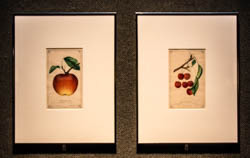 D.M. Dewey, 1875 Color lithograph from Nurseryman's Pocket Specimen Book