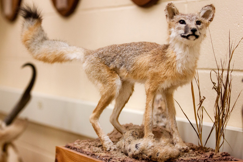 A mounted swift fox specimen on display in the Burkhiser building.