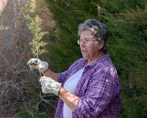Lucinda Mays pruning juniper