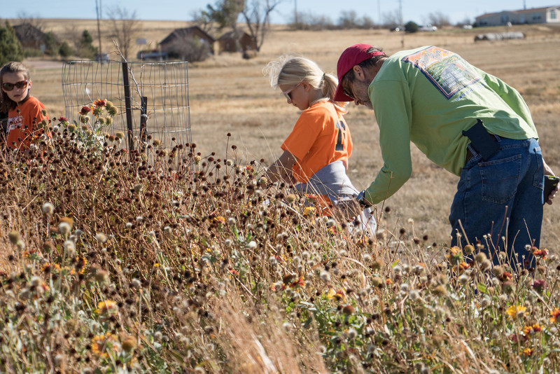 Practitioner-in-Residence Bill Whitney, right, assists Crawford students with harvesting seeds from Chadron State College's Living Fence along Tenth Street Monday, Oct. 31, 2016