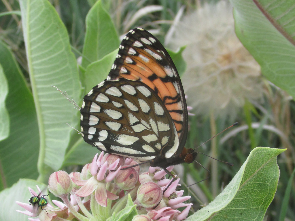 A regal fritillary (Speyeria idalia) female rest on a flower