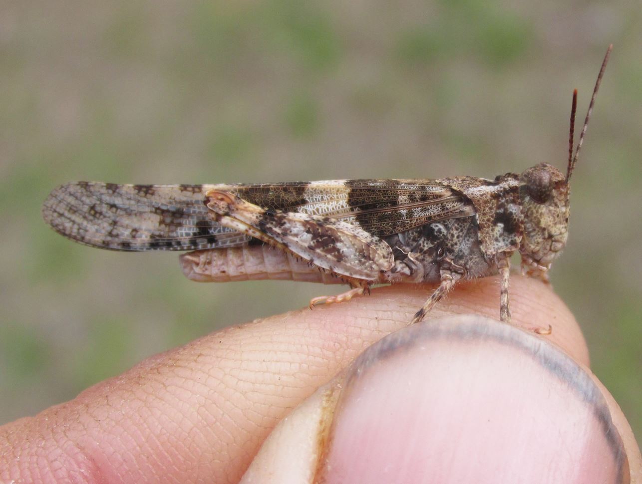 Grasshopper on a finger