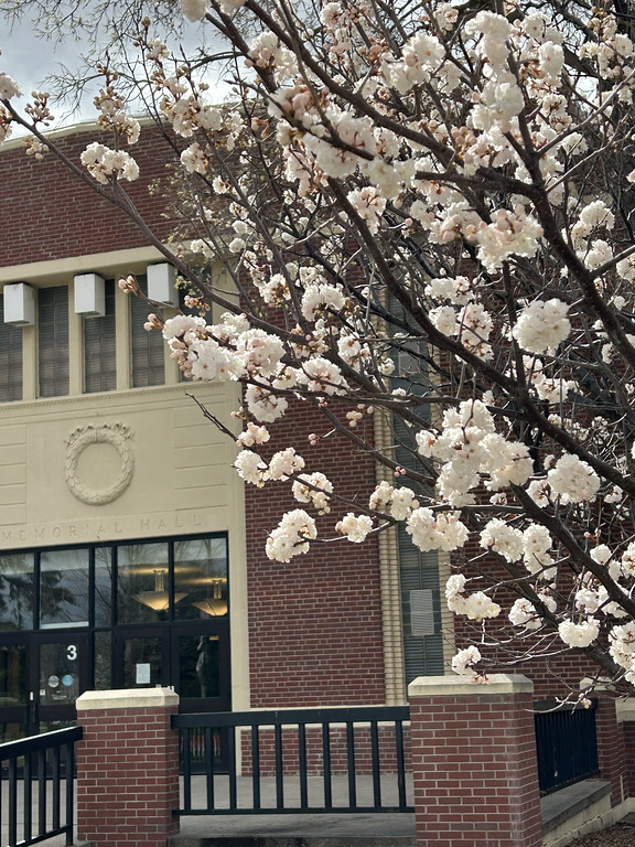 Tree blossoms in front of brick building