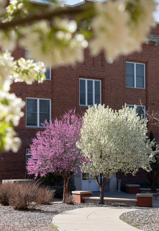 Flowering trees east of Old Admin