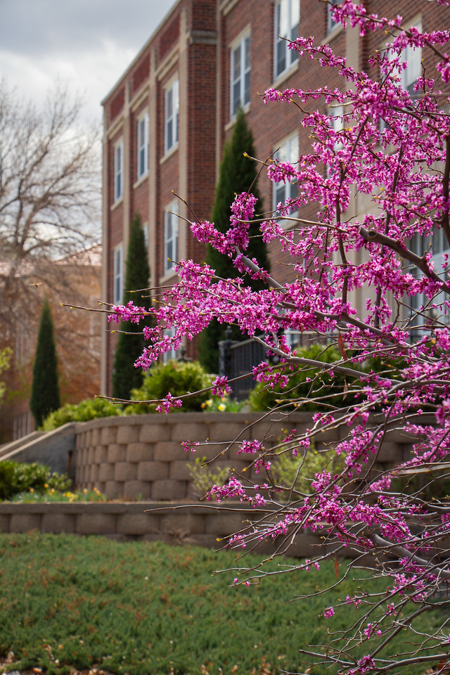 Plants blooming on campus