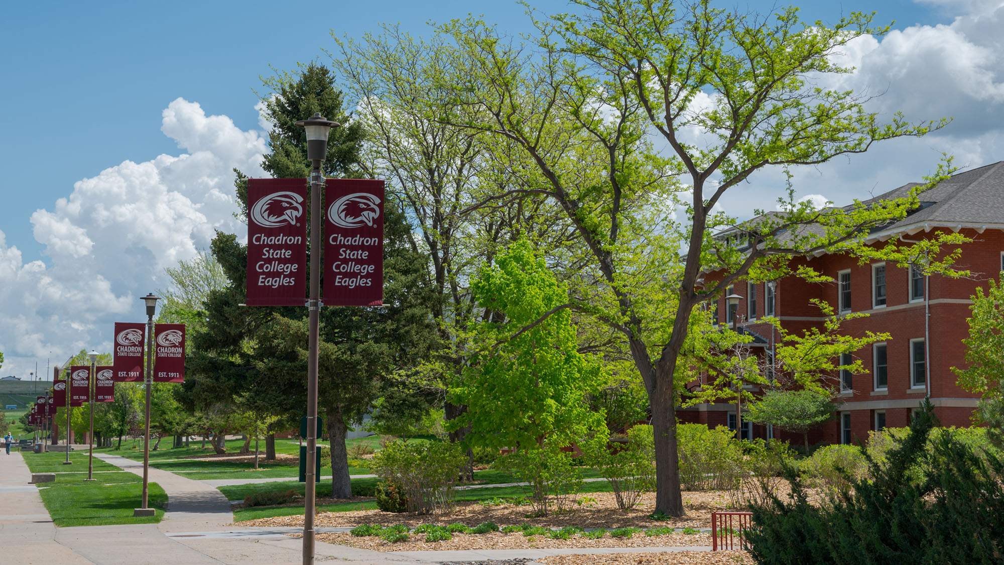 Campus walk with CSC flags and trees