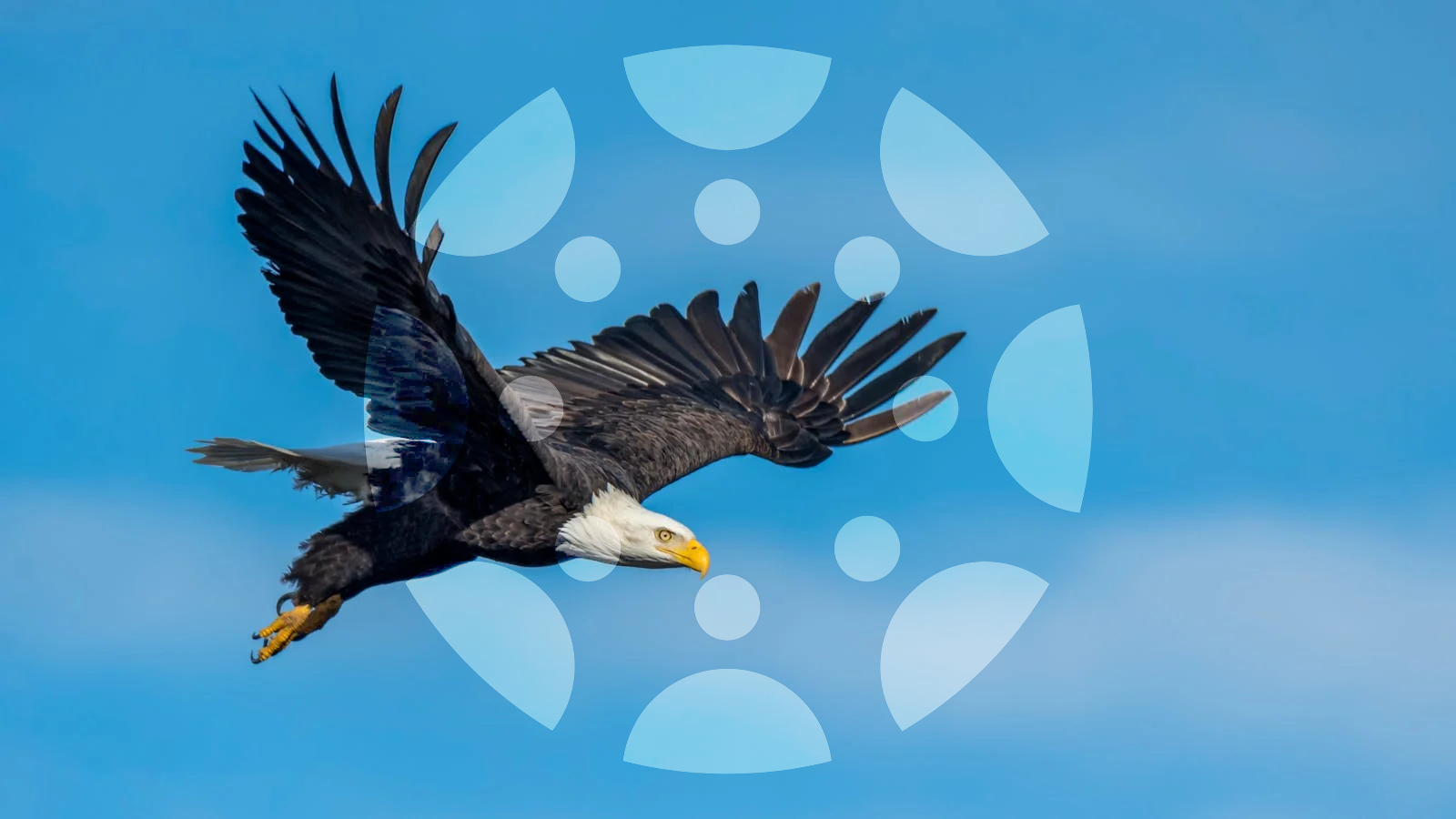 Bald eagle soaring through the sky.